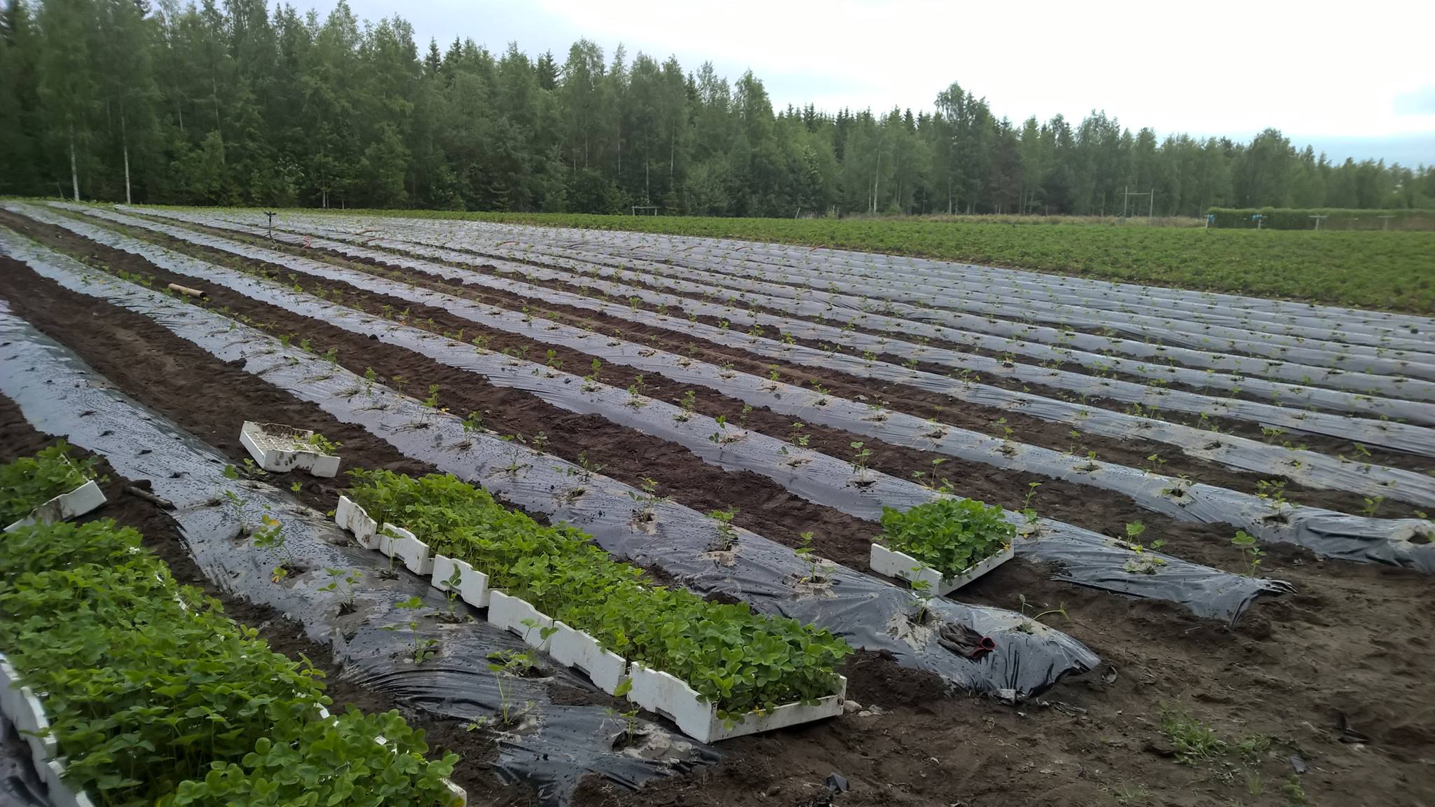 Marjatila Puulavedellä
